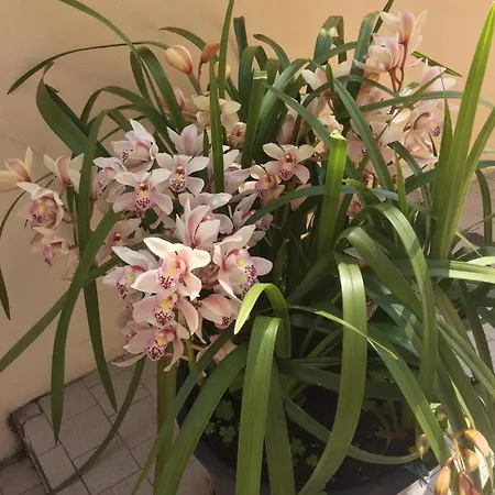 Il Nido Nella Quiete * Tremezzo